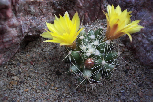 dolichothele longimamma sp.nowa